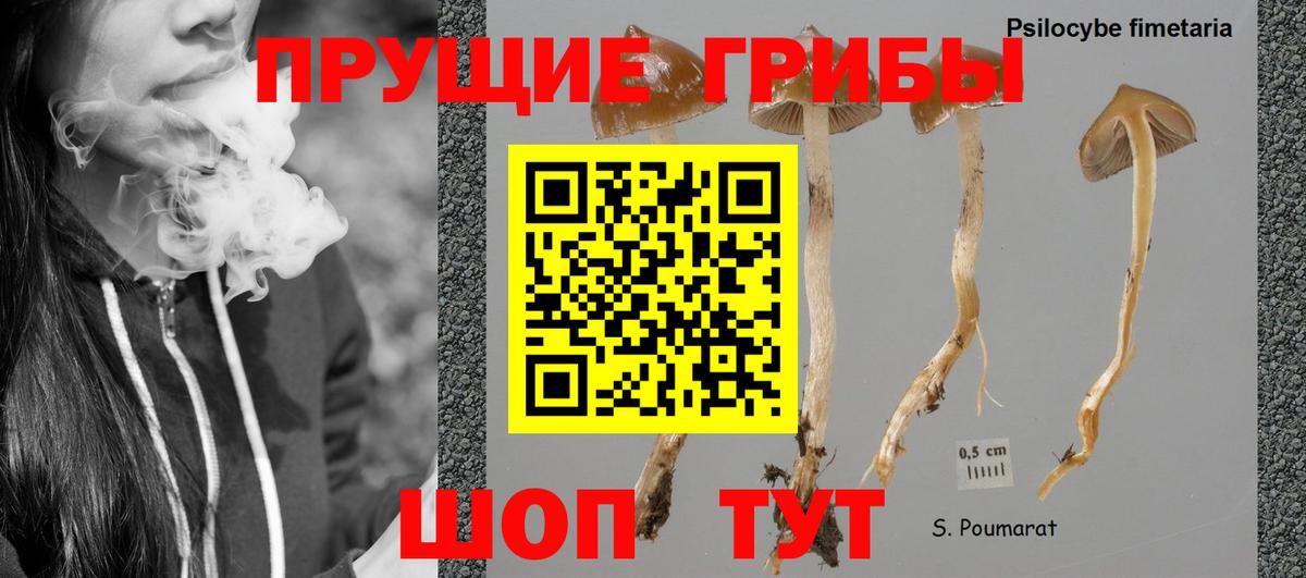 Галлюциногенные грибы Psilocybe Алапаевск